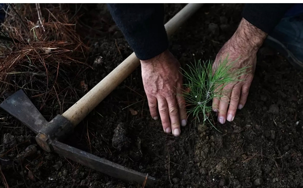 Kabine üyelerinden "Yeşil Vatan Seferberliği"ne destek