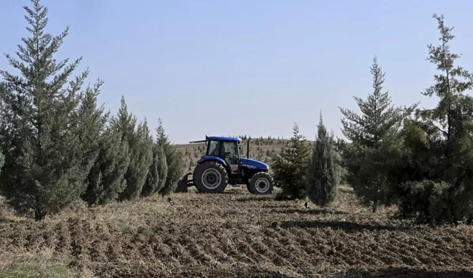 Ağaçlandırma seferberliğinin ilk yılında dikilen fidanlar ağaca dönüştü