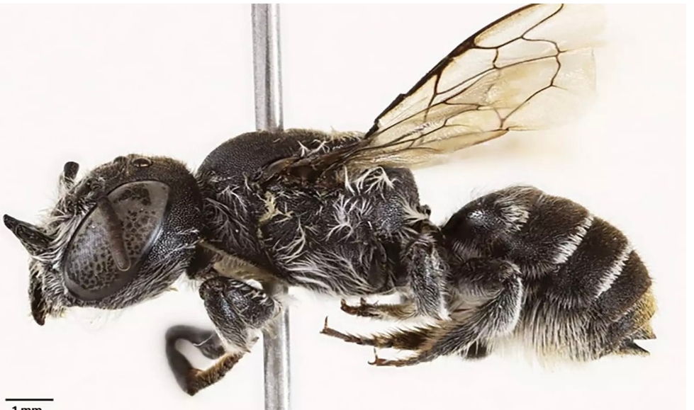 Avustralya'da keşfedilen lucifer arısı bilim dünyasını şaşırttı