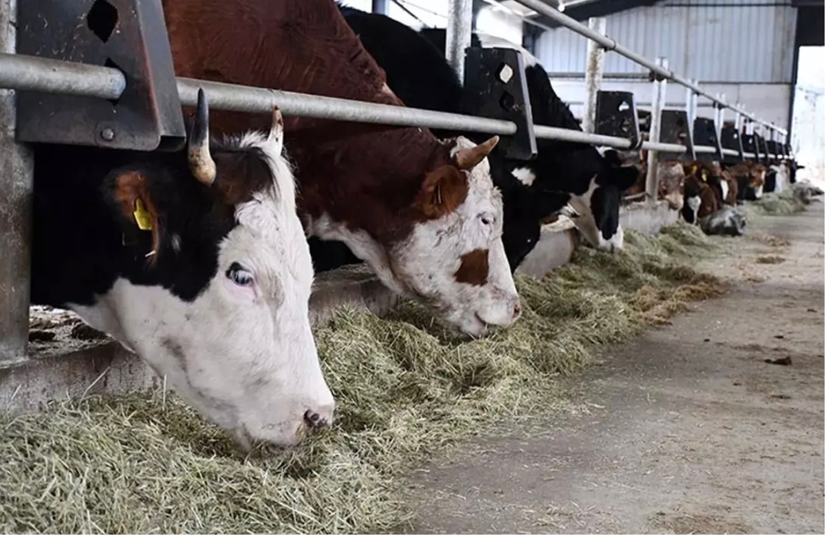 Büyükbaş ve küçükbaş hayvan sayılarında artış