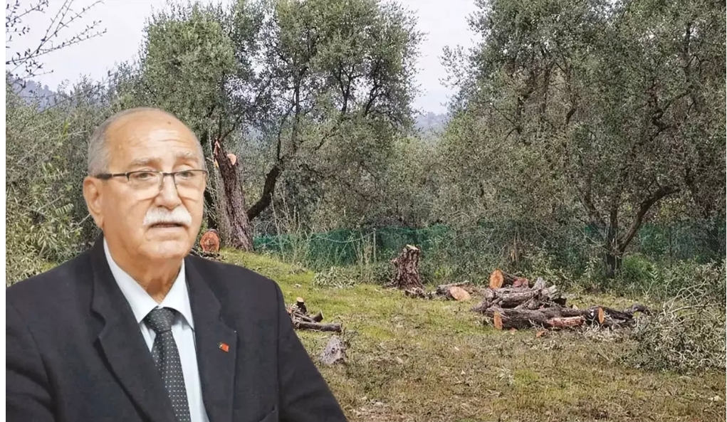 Zeytin ağacı krizi belediyeye sıçradı! Fatura damada kesildi