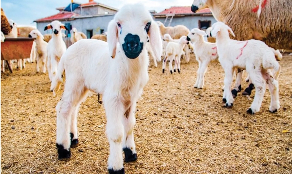 Devletten küçükbaş yetiştiriciliğine güçlü teşvik
