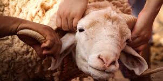 2026 kurban kesim bedeli : Diyanet İşleri Başkanlığı tarafından açıklandı