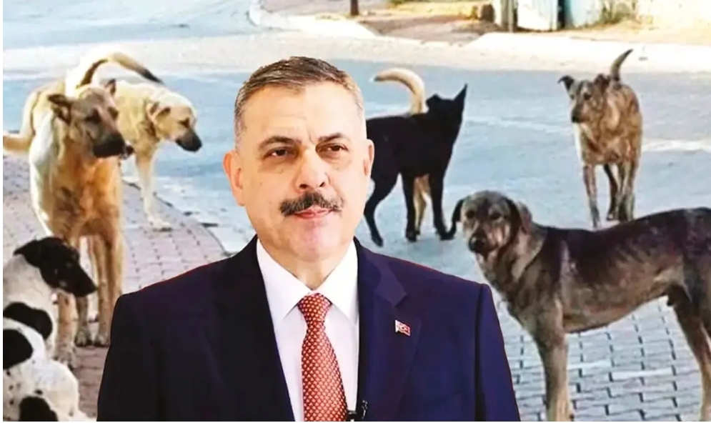 İçişleri Bakanı Çiftçi açıkladı! 61 ilde sokak köpekleri toplandı