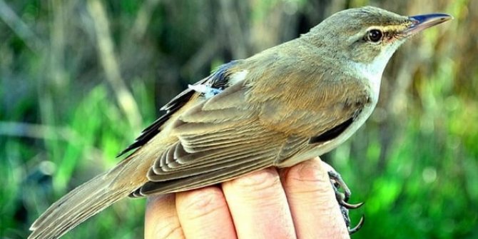 Türkiye'de yeni bir kuş türü tespit edildi