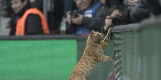 UEFA'dan Beşiktaş'a 'kedi' soruşturması