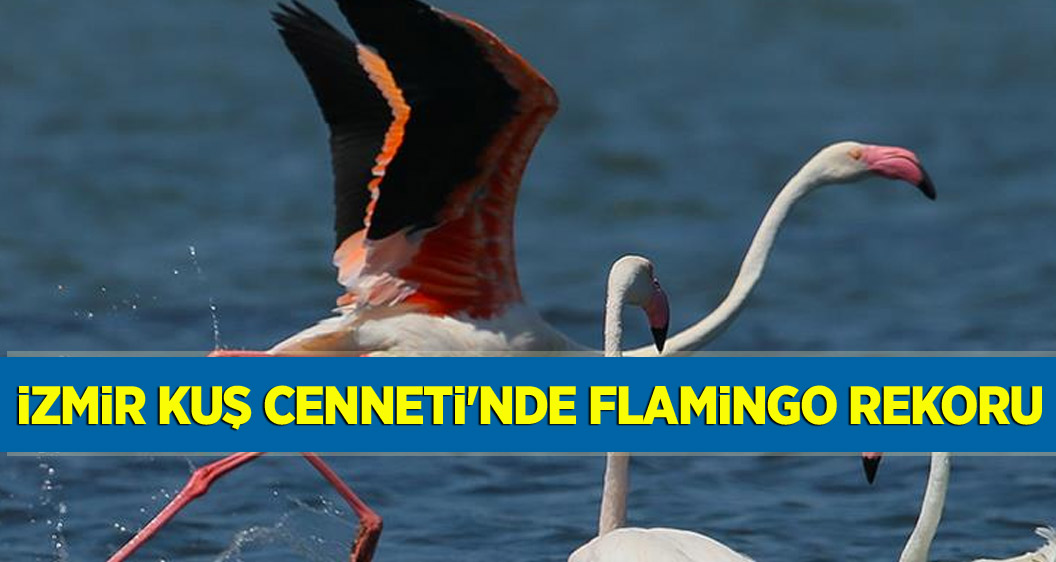 İzmir Kuş Cenneti'nde flamingo rekoru