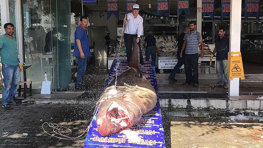 Marmara Denizi'nde 1,2 tonluk köpek balığı yakalandı