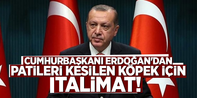 Cumhurbaşkanı Erdoğan'dan patileri kesilen köpek için talimat!