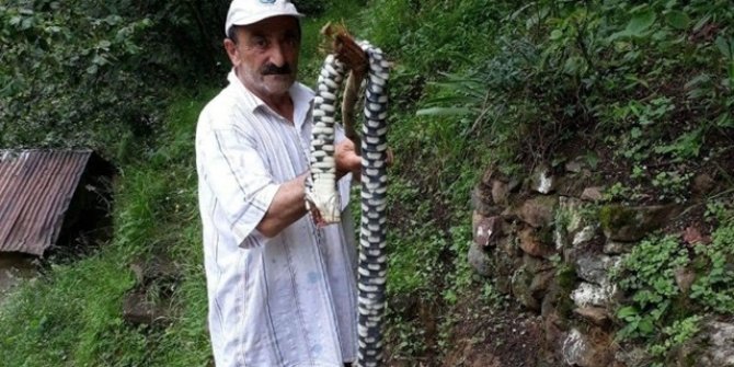 Dünyanın en zehirli yılanı Trabzon'da