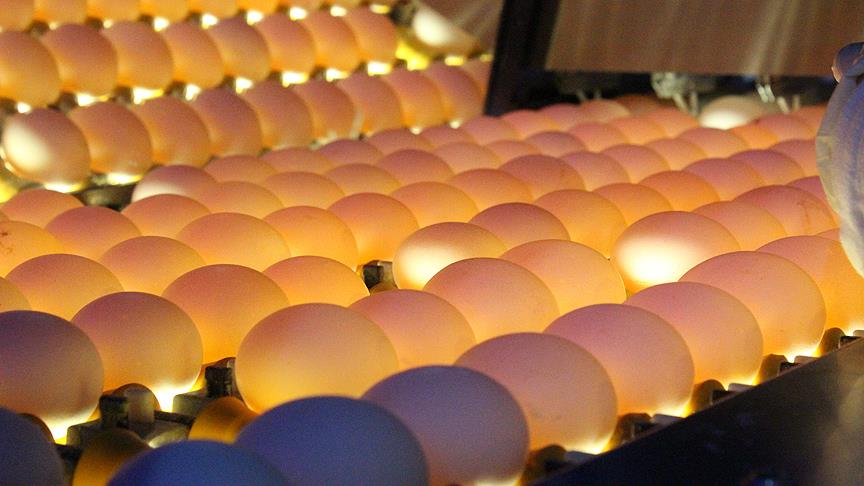Türkiye'deki yumurtalarda 'fipronil'e rastlanmadı