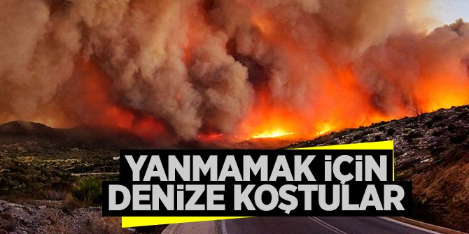 Yunanistan'daki yangından kareler, yanmamak için denize koştular