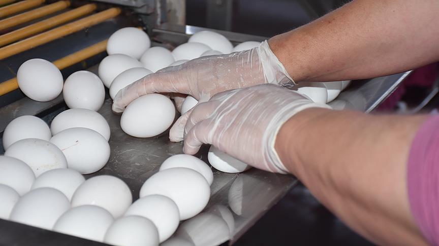 Türk yumurtası 19 ülkeye ihraç edildi