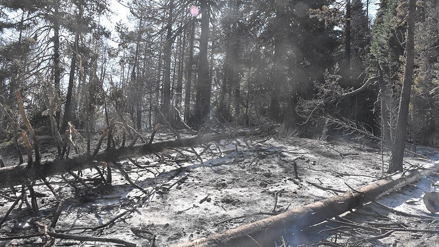 'Kütahya'daki orman yangınları 600 hektar alanda etkili oldu'
