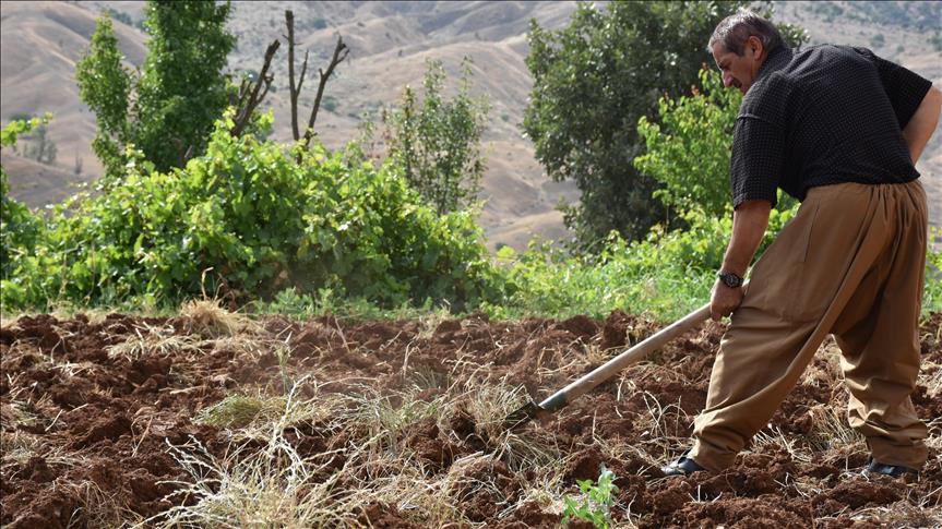 Irak'ta kuraklık tarım sektörünü yüzde 50 etkiledi