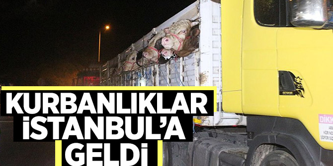 Kurbanlıklar İstanbul'a geldi