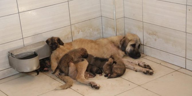 Sokağa terk edilen 4 yavru köpeğe 'Annelik' yaptı
