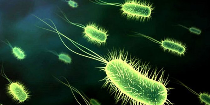 Bilim insanları bakterileri karşı savaş açtı!