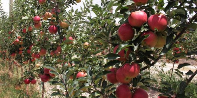 İstanbul’un nüfusuna yakın elma ağacı olan Karaman’da elma hasadı başladı!