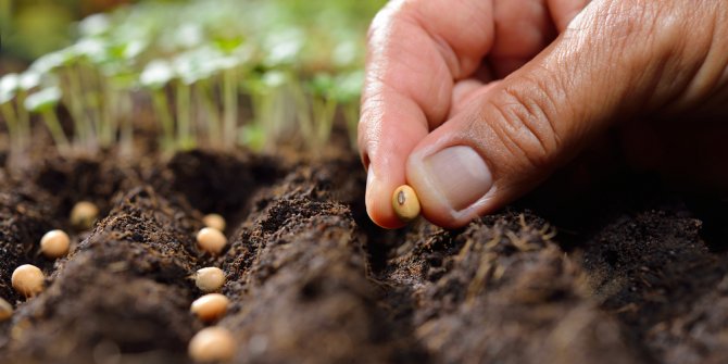 'Milli Tarım Yerli Tohum Deneme Ekimleri' projesinde ilk mısır hasadı