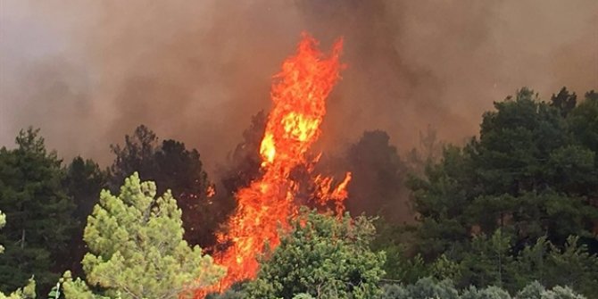 Antalya'da orman yangını çıktı!