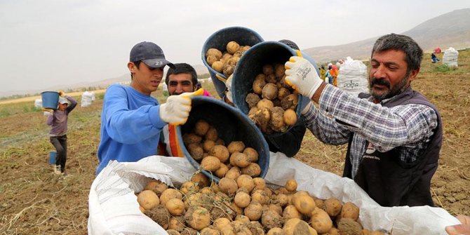 Sivas'ta 7 çeşit patates üretildi!