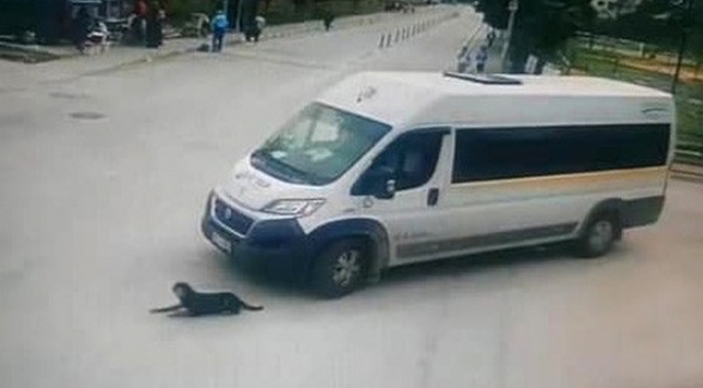 Bursa'da köpeği ezen servis şoförü işten çıkarıldı