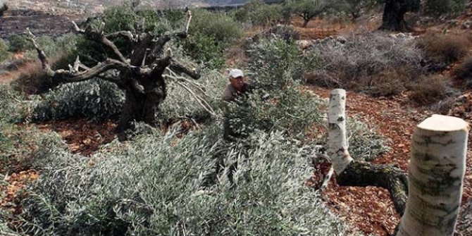 Batı Şeria'da Yahudi yerleşimciler 140 zeytin ağacını kesti!