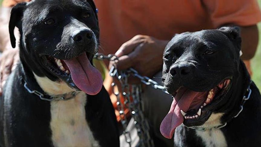 Kırşehir Valiliği'nden 'tehlikeli köpekler' uyarısı