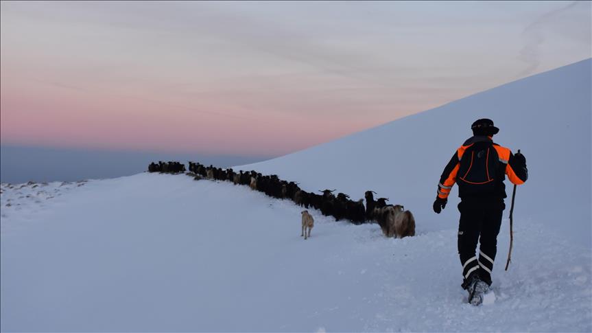 Muş'ta karda mahsur kalan 15 çoban kurtarıldı