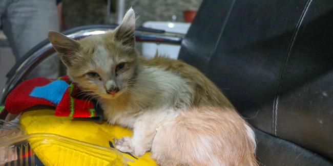 Patileri kesik bulunan kedi tedavi altına alındı