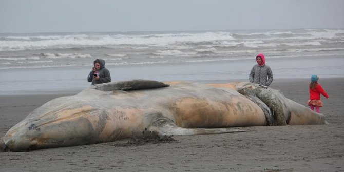 Kıyıya vuran balinanın midesinden 6 kilo çöp çıktı