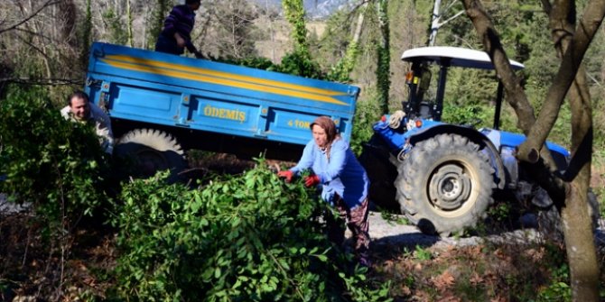 Tarım ve Orman Bakanı Bekir Pakdemirli açıkladı! Orman köylüsüne 2,1 milyar liralık destek