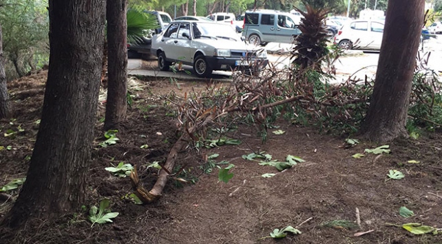 Muğla'da şiddetli fırtına ağaç dalını kopardı: 1 yaralı