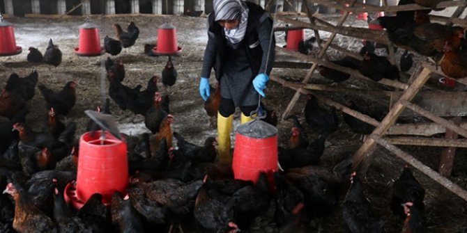 Tavuk kümesi İŞKUR desteğiyle çiftliğe dönüştü