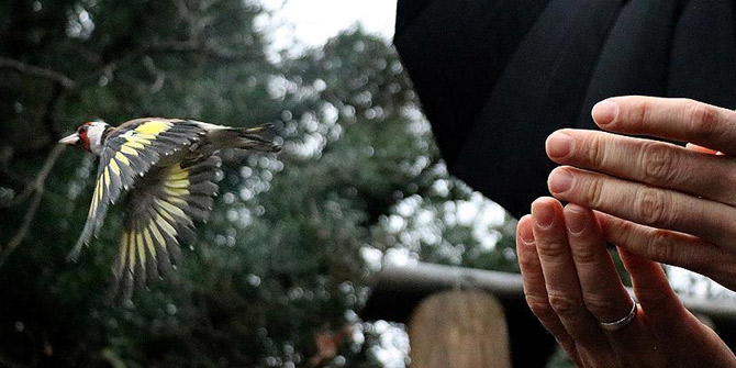 Satılmak üzereyken el konulan 515 yabani kuş yeniden doğaya salındı