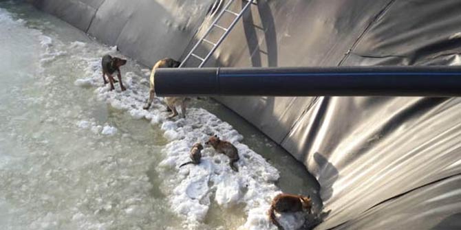 Tekirdağ'da ekipleri harekete geçiren ihbar! Buz tutan sulama havuzuna düşen 7 hayvan...
