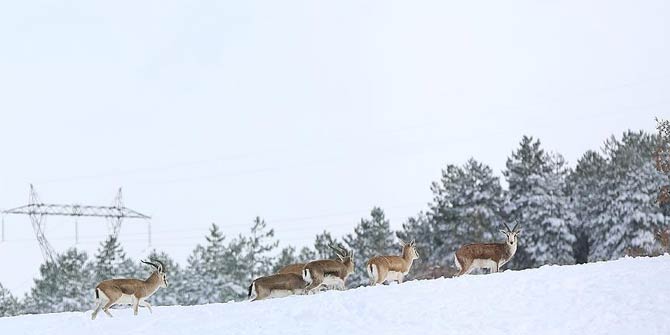 Türkiye'nin ilk fauna tanıtım alanı kış güzelliğiyle büyülüyor