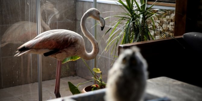 Yaralı flamingoya ve yavru baykuşa evini açtı