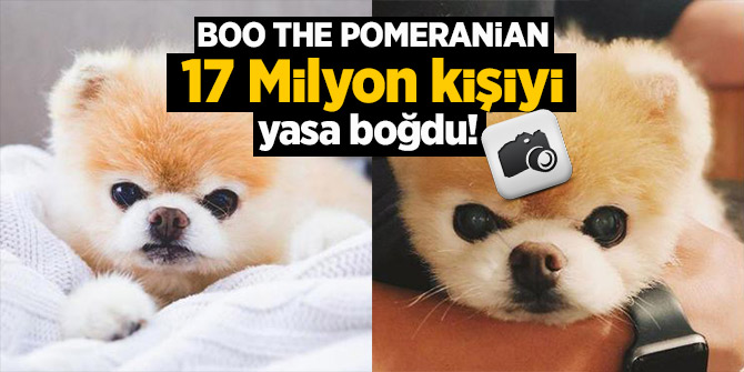 Boo the Pomeranian 17 Milyon kişiyi yasa boğdu!