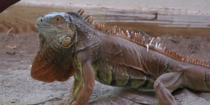 Sokağa bırakılan iguanaya Ormanya sahip çıktı