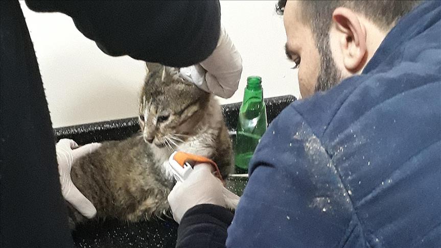 Sosyal medya fenomeni kedi 'Yeşim' öldü