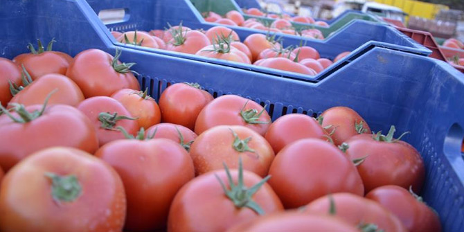 Rusya'ya domates ihracatı arttı