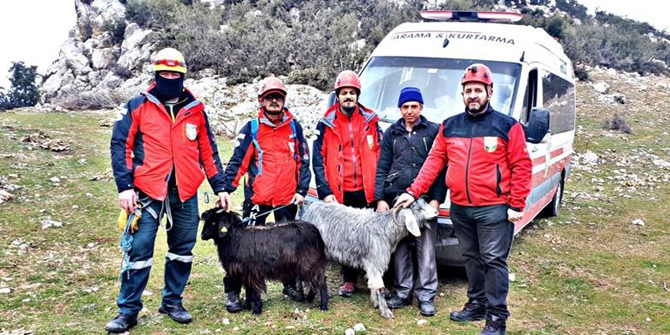 Kayalıklarda mahsur kalan keçileri AKUT kurtardı