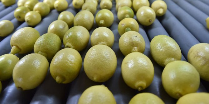 DKİB açıkladı:  Rusya'ya bir ayda yapılan limon ihracatı 10 milyon doları aştı!