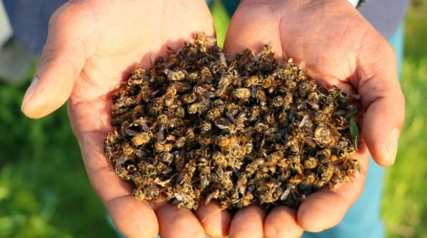 Muğla'da toplu arı ölümleri endişelendiriyor