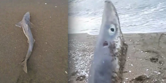 Sakarya'da köpek balığı yakalandı