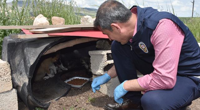 Polis memuru mağarada bulduğu yavru köpeklere sahip çıktı