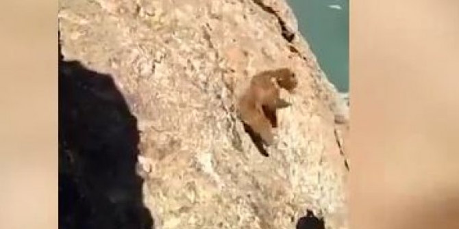 Köylülerin taşladığı ayı uçurumdan aşağı düştü