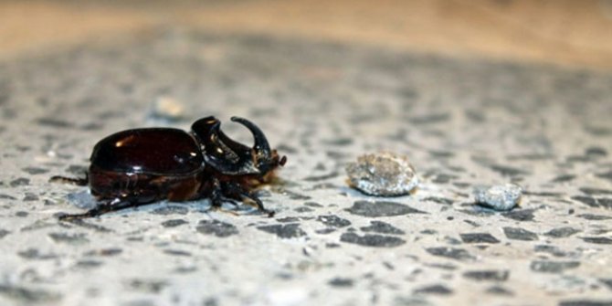 Tokat'ta gergedan böceği bulundu
